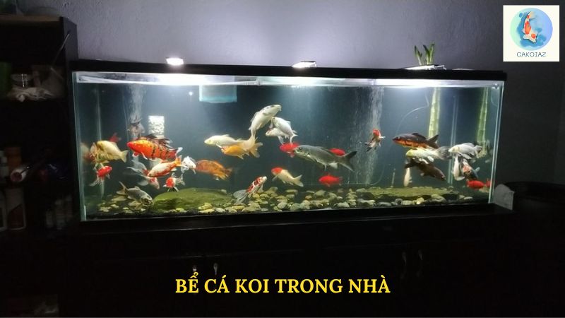 Bể Cá Koi Trong Nhà