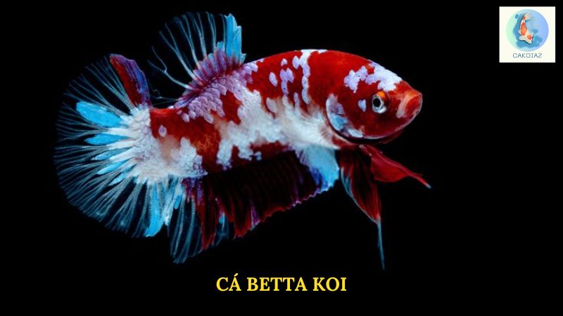 Cá Betta Koi