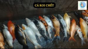 Cá Koi Chết