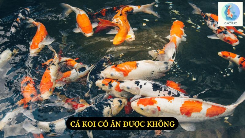 Cá Koi Có Ăn Được Không