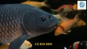 Cá Koi Đen