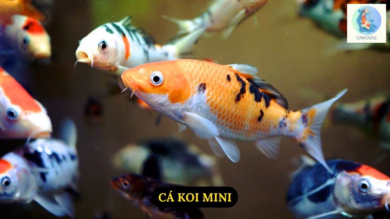 Cá Koi Mini