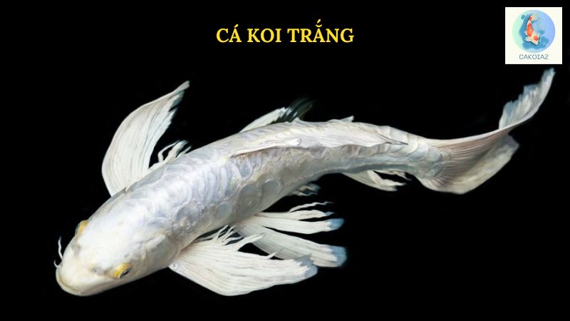 Cá Koi Trắng