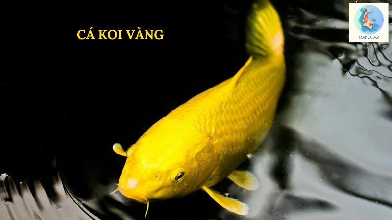 Cá Koi Vàng