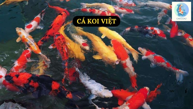 Cá Koi Việt