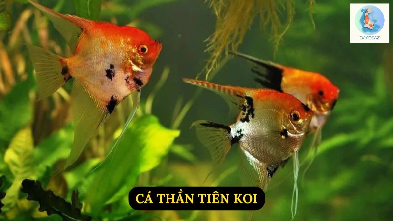 Cá Thần Tiên Koi