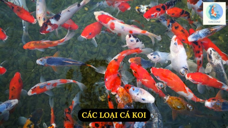 Các Loại Cá Koi