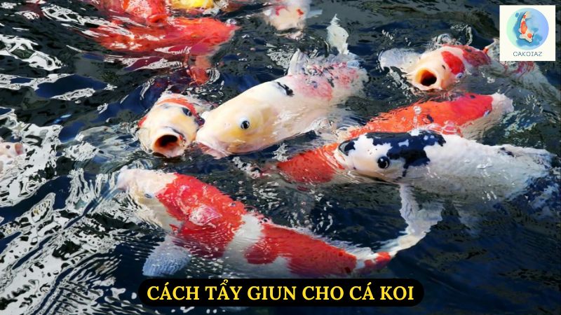 Cách Tẩy Giun Cho Cá Koi