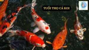 Tuổi Thọ Cá Koi