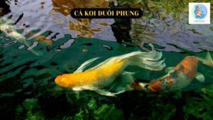 Cá Koi Đuôi Phụng