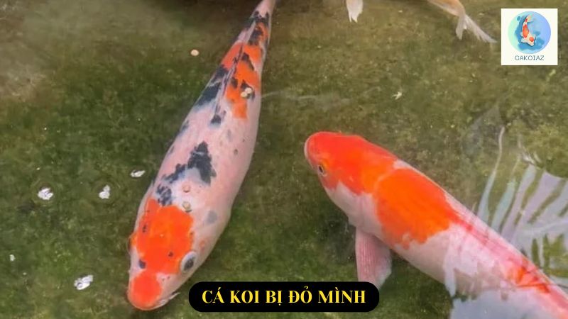 Cá koi bị đỏ mình